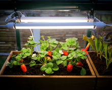 Full Spectrum LED Grow Light
