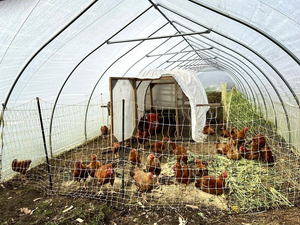 Using A High Tunnel Greenhouse for a Chicken Coop