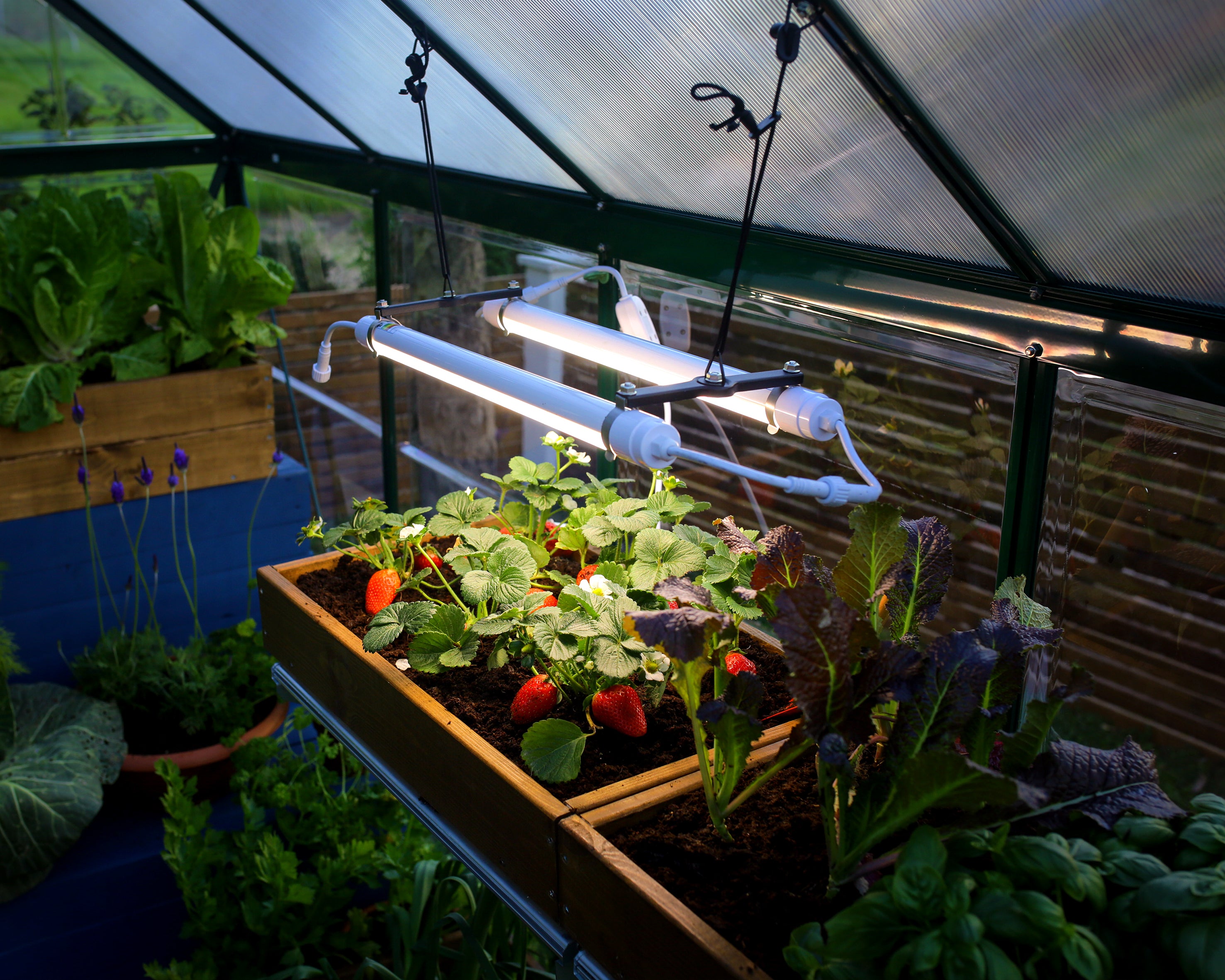 Full Spectrum LED Grow Light – Grizzly Shelter Ltd.